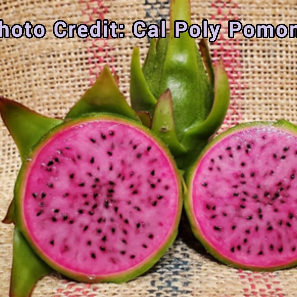 Ax Dragon Fruit Cutting 7" plus
